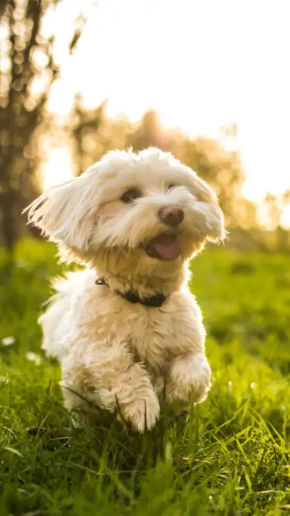 8 pet breeds for small homes (that aren’t Pomeranians)