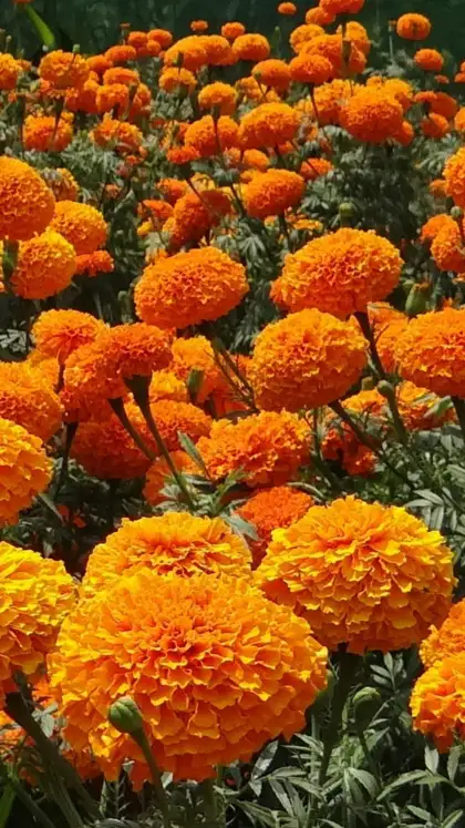 Marigold