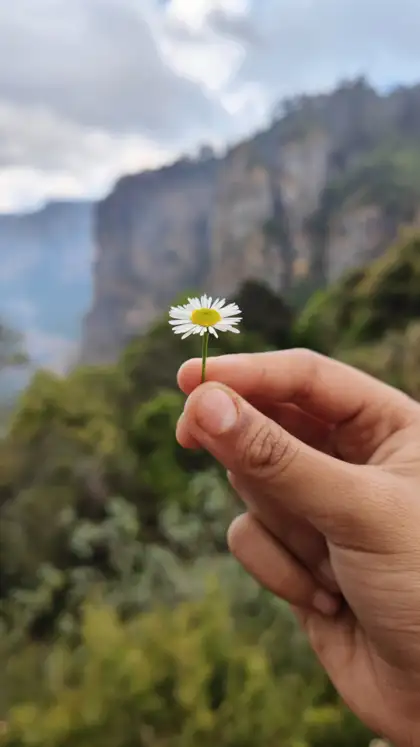 9 Indian flowers that attract bees and butterflies naturally