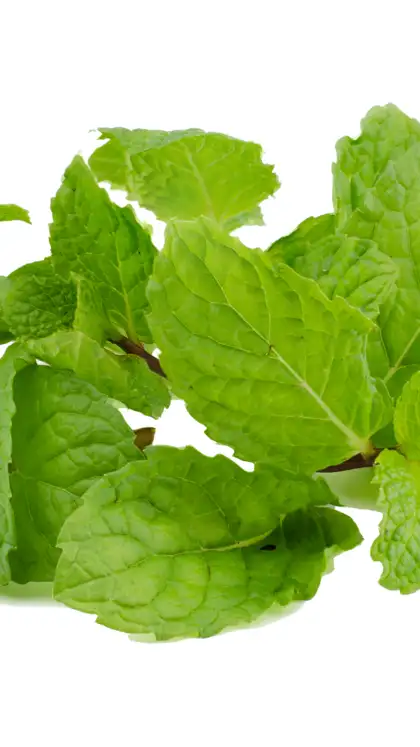 Peppermint (tea or enteric‑coated oil)