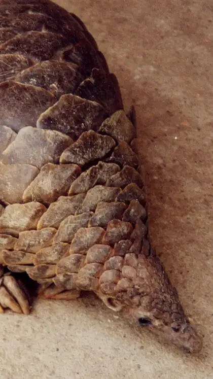 Indian pangolin