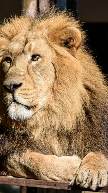 9 unique mammals native to India you probably didn’t know