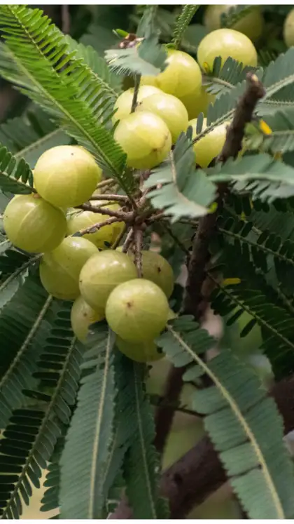 Amla (Indian Gooseberry)