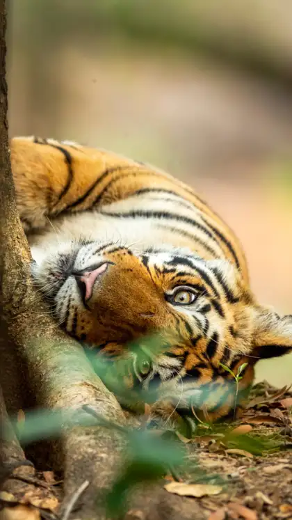 Jim Corbett National Park (Uttarakhand)