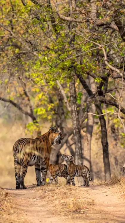 9 famous national parks in India every nature lover must visit