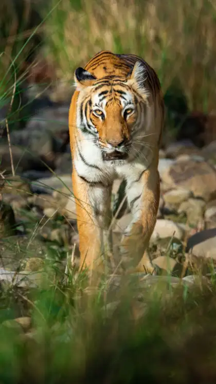 Jim Corbett National Park, Uttarakhand