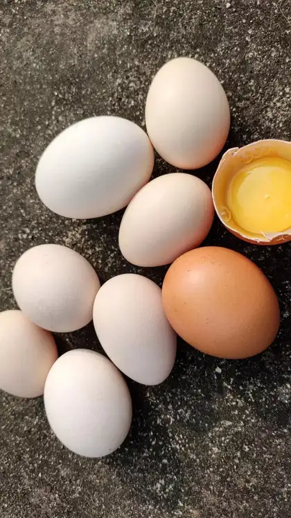  High‑quality complete protein