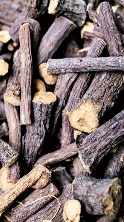 “Root of immortality”: 6 benefits of giloy (“Amrita”)