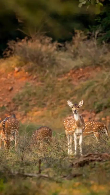 9 national parks in India every wildlife lover must visit