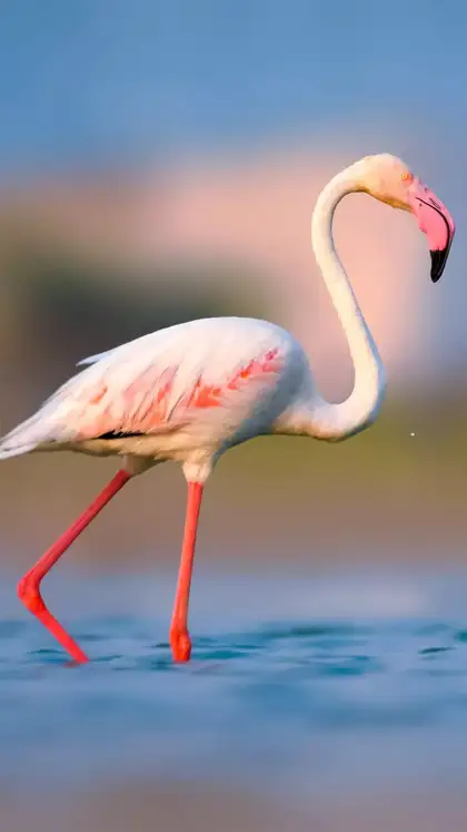 7 most famous bird sanctuaries in India every traveller must visit