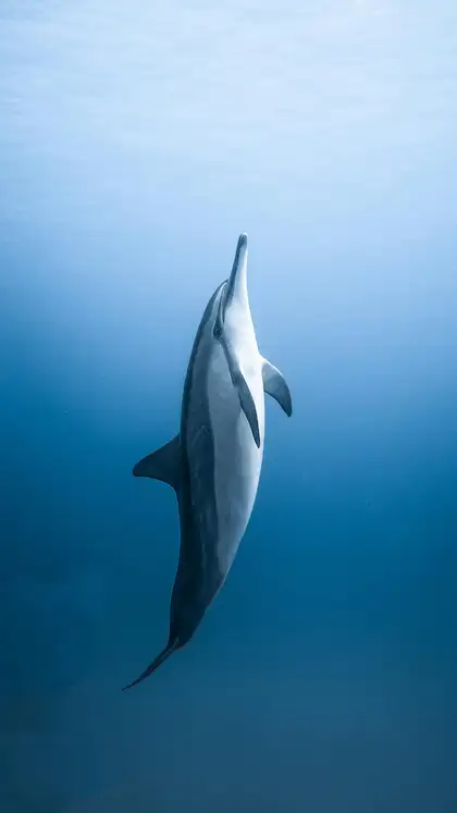India’s top 9 water animals that will leave nature lovers awestruck