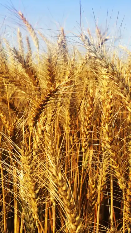 Rava vs wheat: which is healthier and more nutritious?