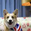 Celebrating the corgi: The breed rises | EconomicTimes