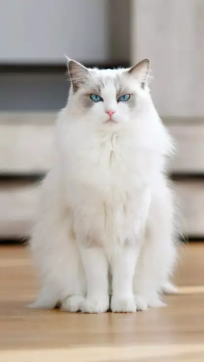 What is Most Popular Cat Breed: Top Feline Favorites Revealed