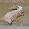 Nile Crocodile: Nile Crocodile Vs Saltwater Crocodile | EconomicTimes