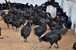 How black chicken from Naxal-hit Dantewada could be the new food fad