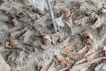 230 skeleton found in Sri Lanka's mass grave