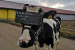 Cows get 'Virtual Reality' glasses to ward off winter blues