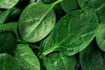 This nutrient in spinach may offer treatment for mood disorders