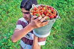 A berry old story: How strawberries found its most delicious avatar in India when combined with basundi