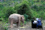 Classical piano soothes old elephants at Thai sanctuary