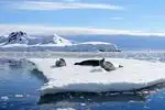 The fading glaciers of Antarctica