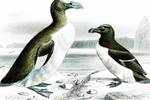 Why the great auk is making headlines