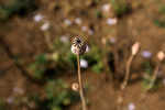 Myanmar hills embrace silkworms over poppies