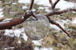 Another byproduct of this extreme cold: Ghost apples