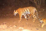 'Man-eater' tigress Avni shot dead at Yavatmal in Maharashtra