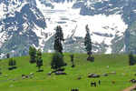 Head to Sonmarg, Pulga if you want to have winter vacation full of snow