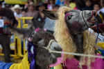 Donkey in farmgirl getup wins Colombian pageant