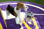 Wire Fox Terrier named Westminster's 'Best in Show'