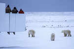 Polar bear encounters to increase