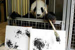Painter Panda! Abstract works of art by Vienna Zoo's cuddliest artist - Yang Yang - go on sale