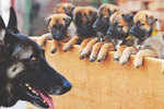 Malinois pups to train for ITBP