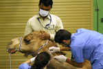 Dubai opens world's first camel hospital