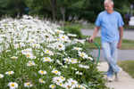 Walking the dog, puttering about in the garden lowers risk of death in older people