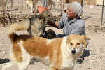 Woman on a mission to rescue street dogs in Jordan