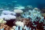 Large sections of Great Reef are now dead