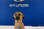 Hyundai adopts street dog & makes him salesman