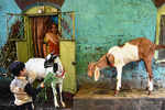 Why Ashok becomes Ahmad at Delhi's goat market ahead of Eid