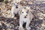 World's first artificially conceived lion cubs born in South Africa
