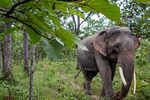 Fad for 'lucky' tail hair threatens Vietnam elephants