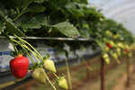 Not many hands to pick strawberries in UK gardens