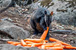 Carrot drops for stranded wallabies in Australia