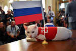 Meet Achilles, the cat which predicts World Cup games
