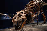 What kept Tyrannosaurus rex cool? A giant AC inside its head