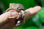 'Junk' science? For some crabs at least, size does matter