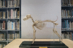 World's largest collection of canine art